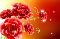 Carnations flowers plants advertising background