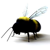 Bumblebee