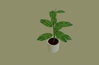 Exotic Indoor Plant