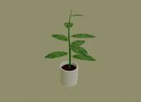 Exotic Indoor Plant