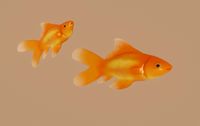 Goldfish