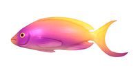 Fish Purple-Yellow
