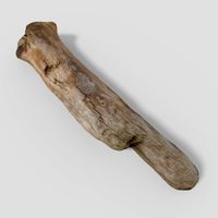 Driftwood 04