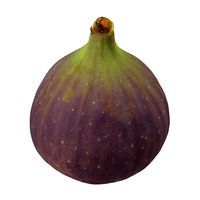 Highly Detailed Fig Scan 2