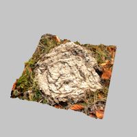 Cow Poop 02