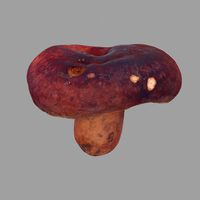 Mushroom 29