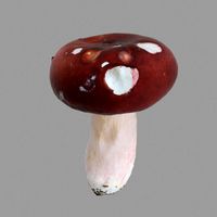 Mushroom 06