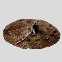 Stump 04