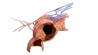Alveolus Chamber