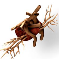 Heart and arteries/veins