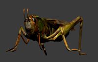Lubber Grasshopper