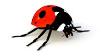 Realistic Ladybug