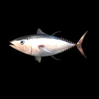 Tuna (Bluefin)