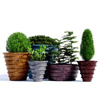 Potted plant (RS-15-2)