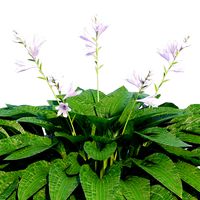 Hosta one