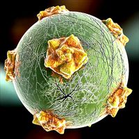 T1 Virus
