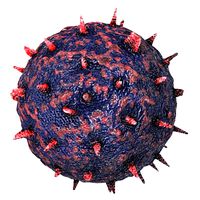 Venezuelan Hemmorrhagic Fever
