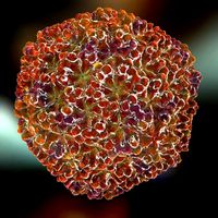 Bursal Disease
