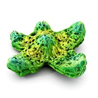 Star Diatom