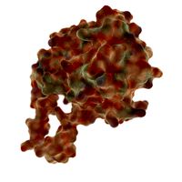 Flap Endonuclease