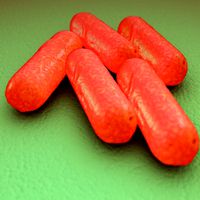 Bacillus