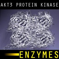 AKT3 PROTEIN KINASE