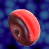 Blood Cell