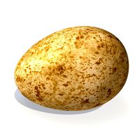 common kestrel egg