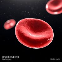 Red Blood Cell - Erythrocyte