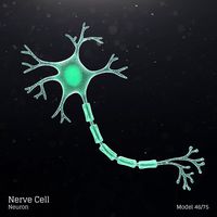 Nerve Cell - Neuron
