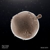 Fat Cell - Adipocyte