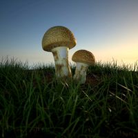 Mushroom