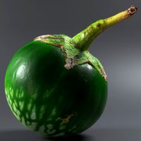 thai eggplant