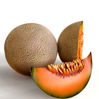 Cantaloupe