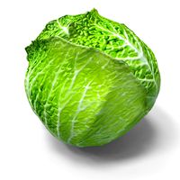 Green Cabbage
