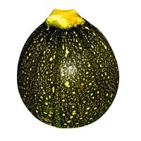 Zucchini