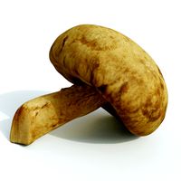 Mushroom Shiitake