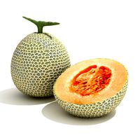 Cantaloup