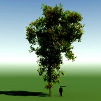 Rainforest Tree Custom Season 08