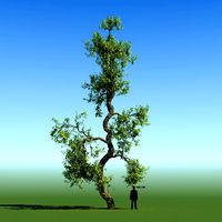 Braodleaf Tree Custom Seasons 13