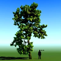 Braodleaf Tree Custom Seasons 08