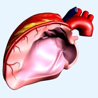 Heart with Left Anterior Descending Artery (Maya)