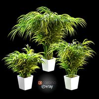Palm tree in the pot. 3 models