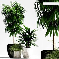 plants set 134