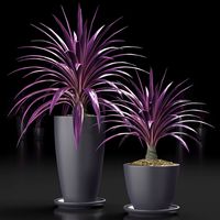 plants 16