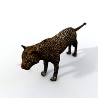 Leopard