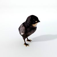 Black Little Chicken