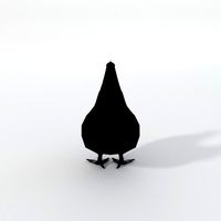 Black Chicken