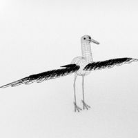 Stork