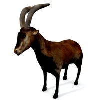 Goat